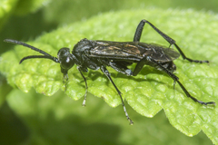 Macrophya