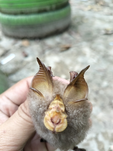 Rhinolophus trifoliatus