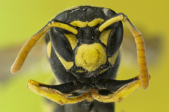 Polistes gallicus