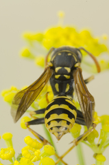 Polistes gallicus