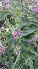 Phlomis herba-venti