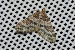 Electrophaes corylata