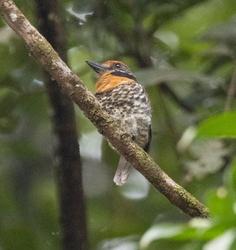 Spotted Puffbird (Bucco tamatia)