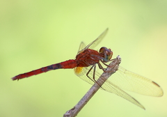 Crocothemis servilia