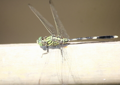 Orthetrum sabina