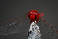 Crocothemis servilia