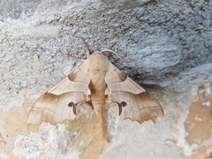 Marumba quercus