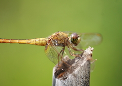Crocothemis servilia