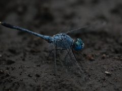Diplacodes trivialis