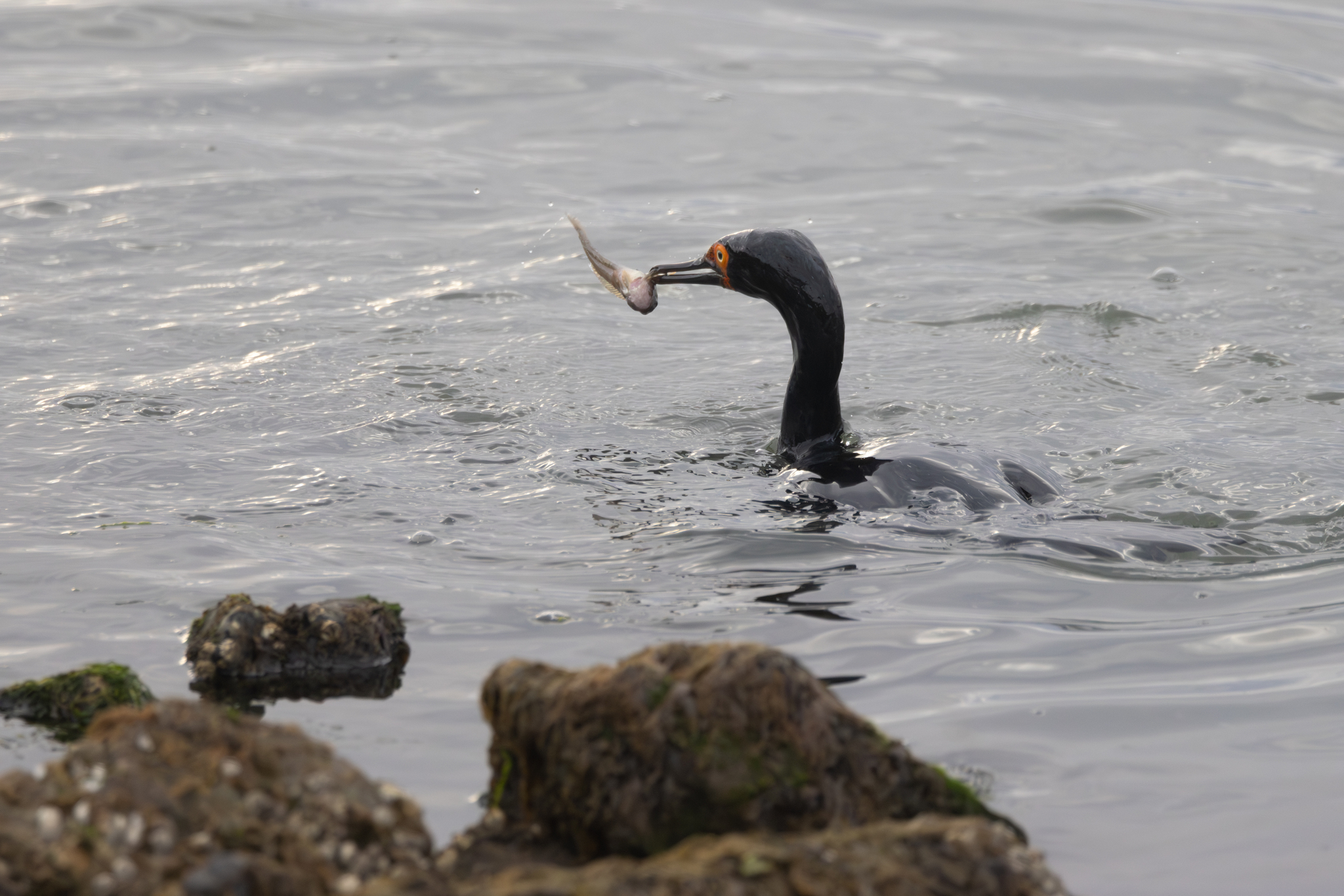 Magellanic Cormorant illustration