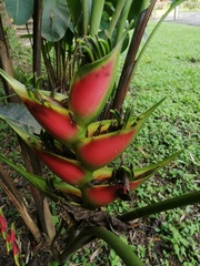 Heliconia