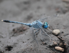 Diplacodes trivialis