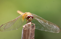 Crocothemis servilia