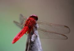 Crocothemis servilia