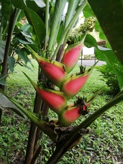 Heliconia
