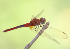 Crocothemis servilia