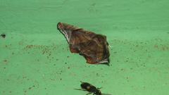 Episparis tortuosalis