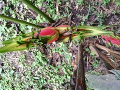 Heliconia