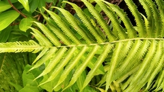 Sphaerostephanos maemonensis