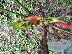 Heliconia