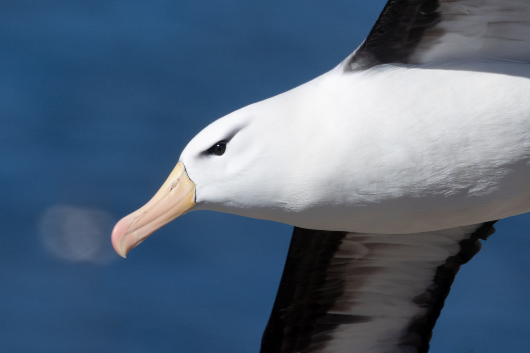 Black-browed Albatross illustration