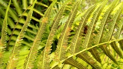 Sphaerostephanos maemonensis