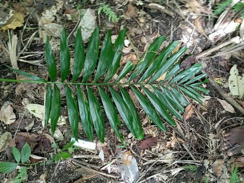 Calamus vitiensis observed 2024-10-11