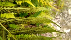 Sphaerostephanos maemonensis