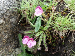 Pedicularis kerneri