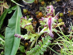 Pedicularis kerneri