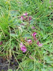 Pedicularis kerneri