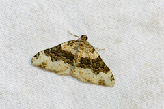 Epirrhoe galiata