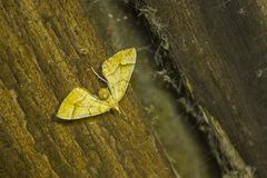 Eulithis mellinata