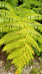 Cyathea nigricans