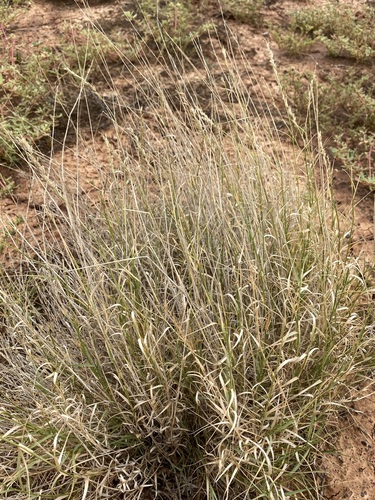 Eragrostis xerophila observed 2025-02-03