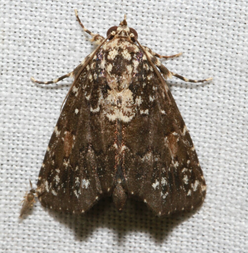 Drobeta thacia