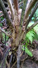 Cyathea nigricans