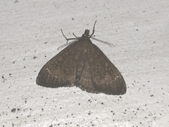 Mecyna mustelinalis