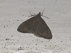 Mecyna mustelinalis