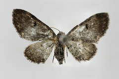 Eupithecia assimilata