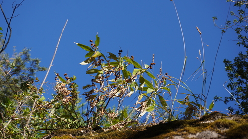 Foto de Buddleja