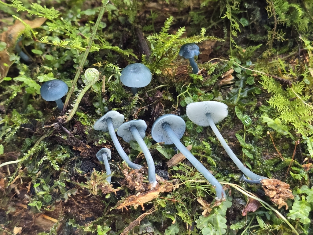 Clitocybula azurea · February 2025 · photo: © alan_rockefeller (iNaturalist, cc-by-sa)