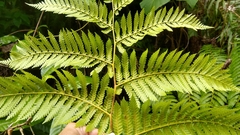 Cyathea nigricans