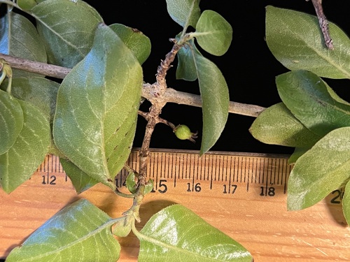 Coprosma foliosa observed 2024-07-12