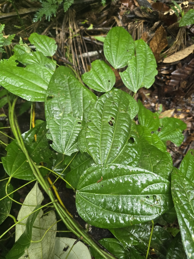 Curarea toxicofera