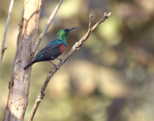 iNaturalist image