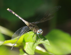 Diplacodes trivialis