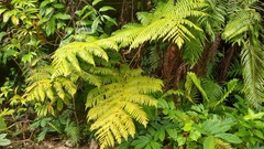 Cyathea nigricans