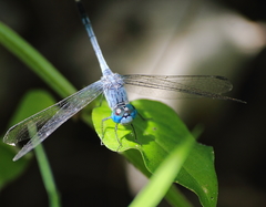 Diplacodes trivialis