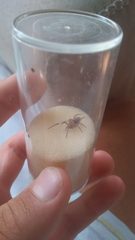 Filistata insidiatrix